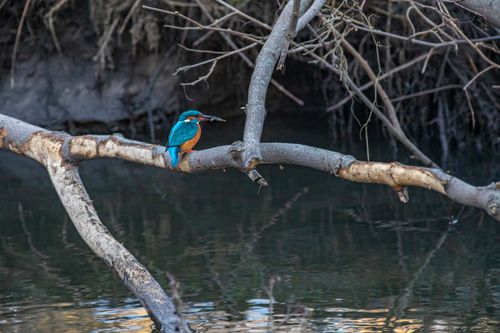 Free A vivid kingfisher sits on a tree branch above calm water, capturing the serenity of wildlife. Stock Photo