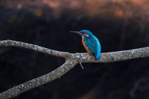Free Close-up of a vibrant kingfisher on a tree branch in Tallinn, Estonia. Stock Photo