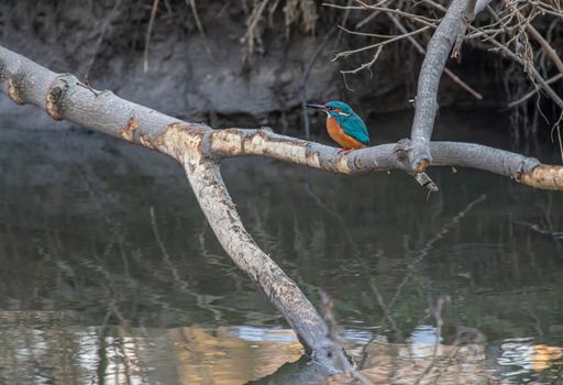 Ottawa firefighters free tangled kingfisher in unique tree rescue