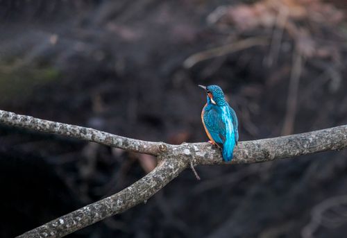 Free A vibrant common kingfisher with blue and orange plumage perched on a branch in the wild. Stock Photo