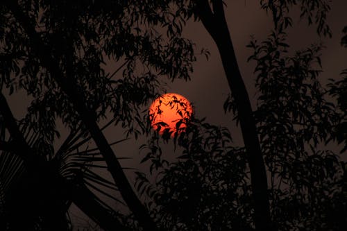 Immagine gratuita di alberi, bagliore, cielo al tramonto