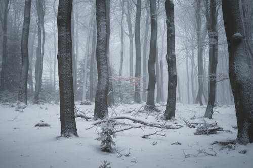 Free Forest at Winter Stock Photo