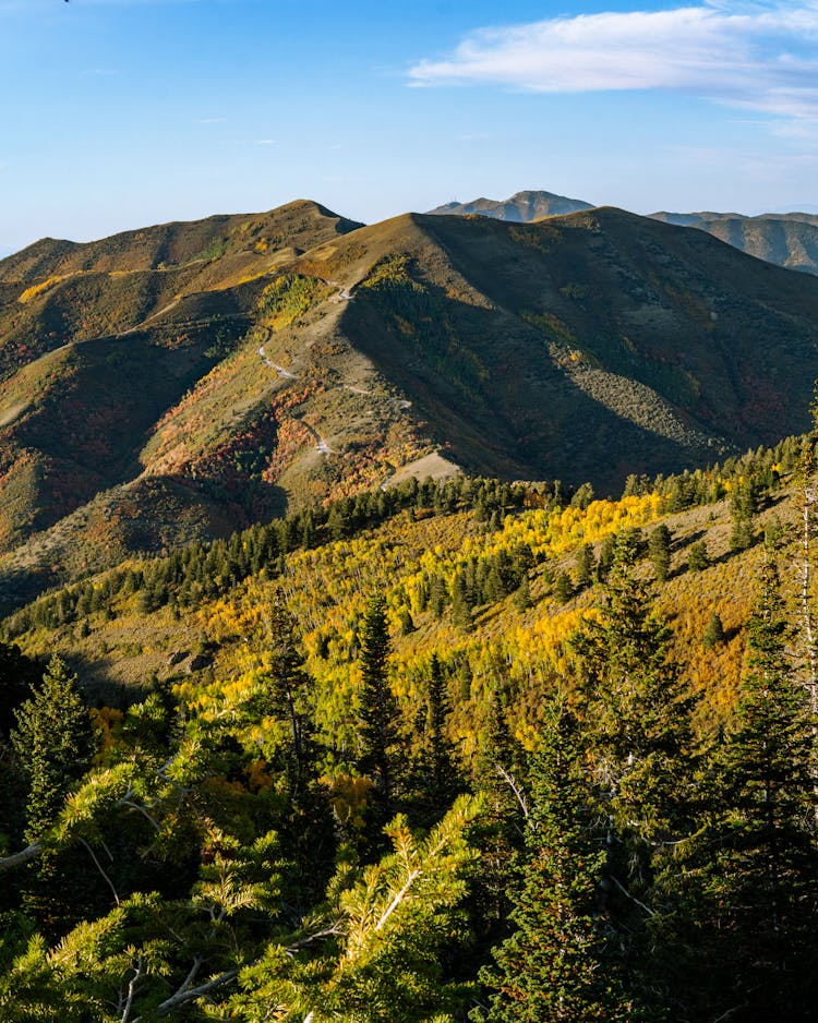 Trees On Mountains In Utah In Autumn