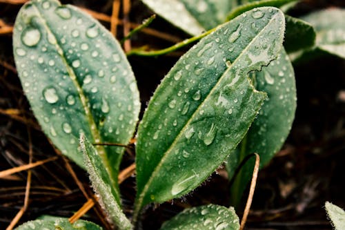 Green Leaf With Rain Drops