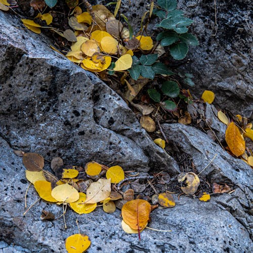 Kostnadsfri bild av falla, fallna löv, höst