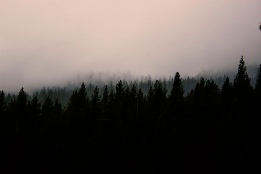 云雾缭绕的森林景色宁静，地平线被云层包裹，让人感到平静