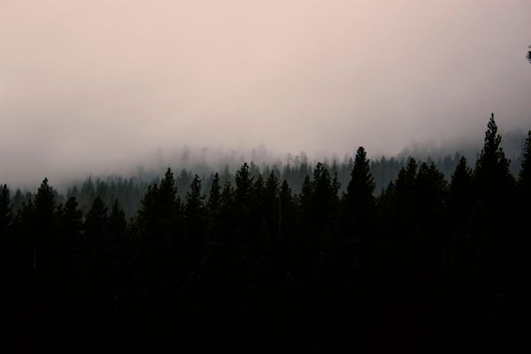 Cloud pouring through a misty forest — photo by Kendall Hoopes on Pexels