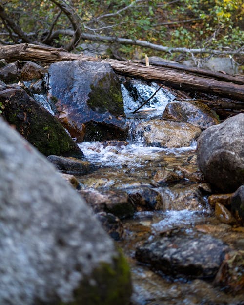 Creek with Rocks in the Forest