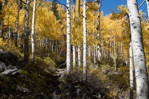 Immagine gratuita di ambiente, autunno, boschi