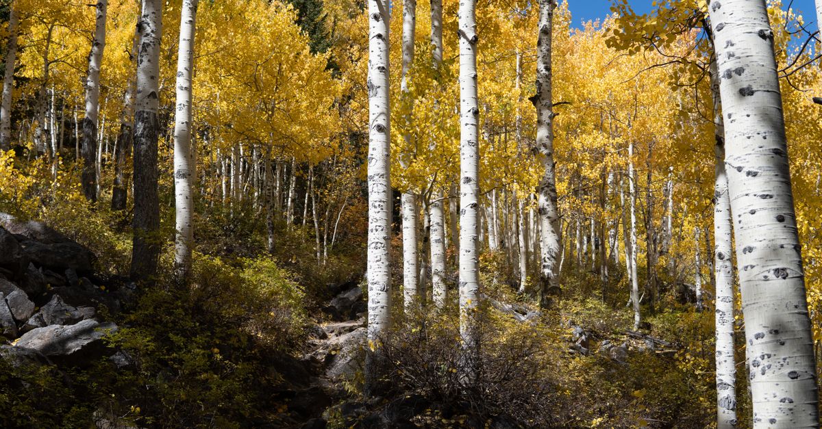 Vibrant autumn scene of birch trees in Utah's stunning forest.