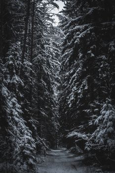 Explore a serene snow-covered forest pathway lined with tall pine trees in a Belarusian winter landscape.