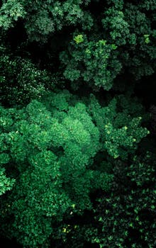 Aerial view of dense green forest canopy captured in Ilmenau, Germany.