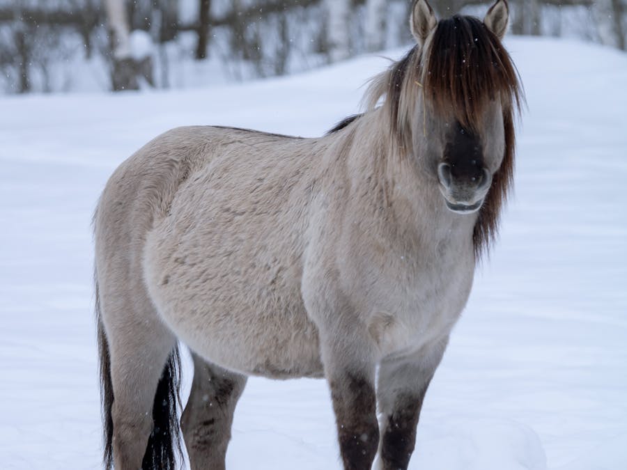 What is the next TikTok 2022?