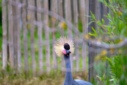 Close-Up Shot of a Grey Crowned Crane