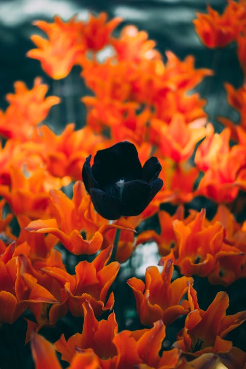 Close-Up Shot of Orange and Black Flowers in Bloom