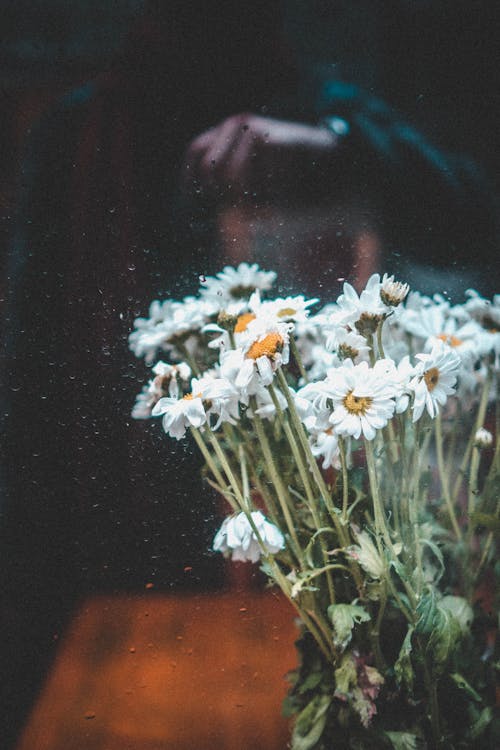 Close-Up Shot of White Flowers