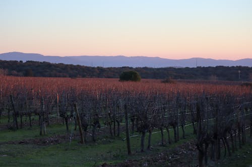 Free stock photo of vines, vineyard, wine making