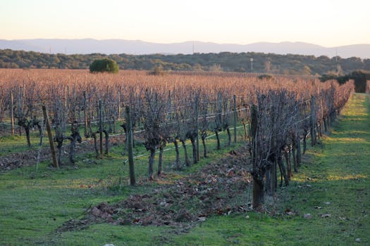 Serene vineyard landscape in Portugal captured at sunrise, showcasing endless rows of grapevines and tranquil scenery.