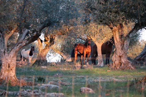 Free stock photo of free range, horse, olive tree
