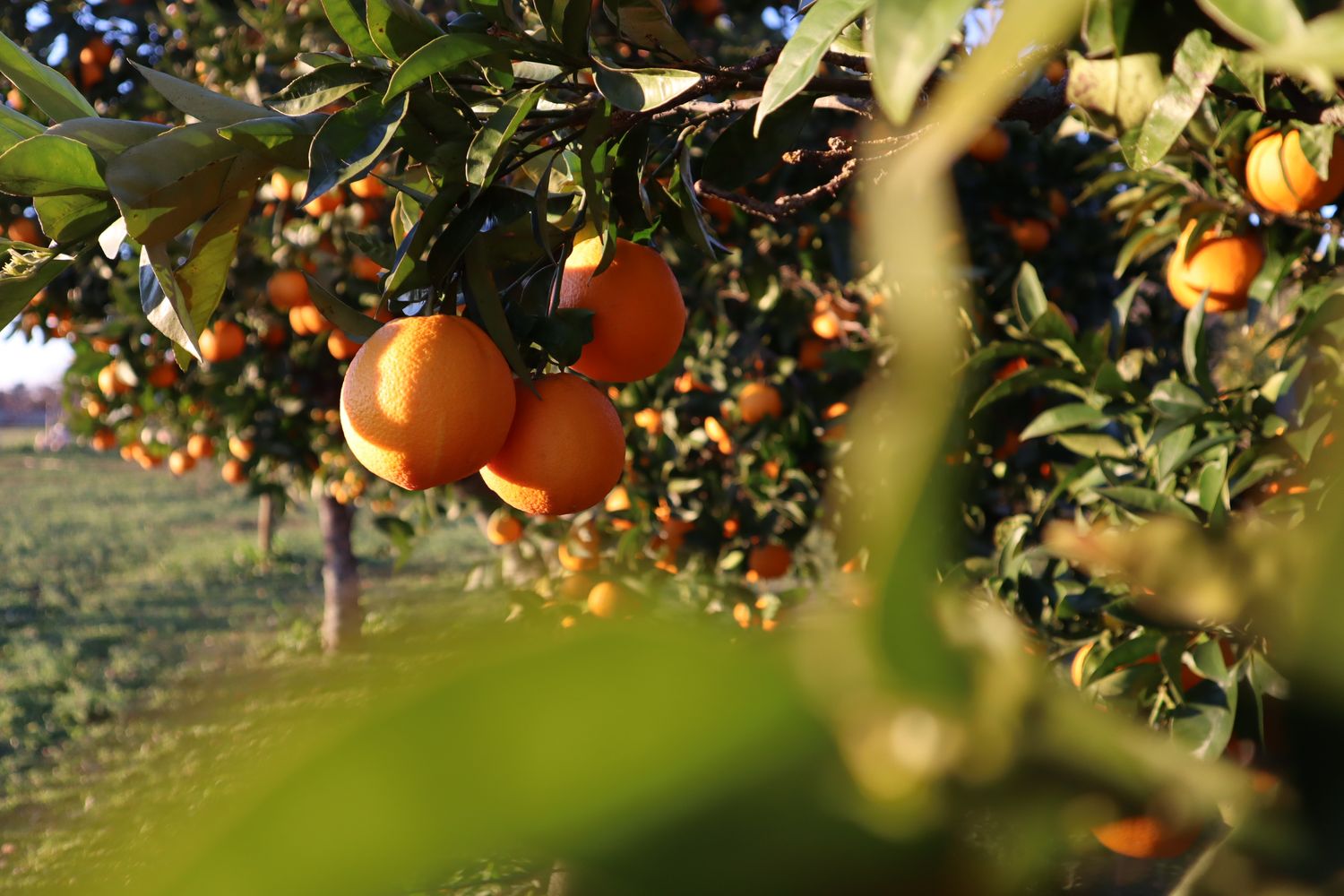 Lush orange trees in a sunny Riverina orchard