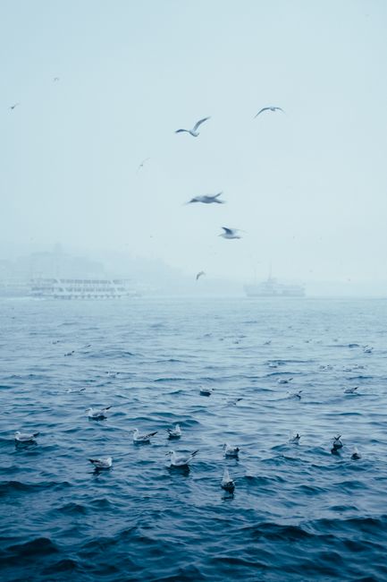 Tranquil scene of seagulls over a foggy ocean with distant ships.