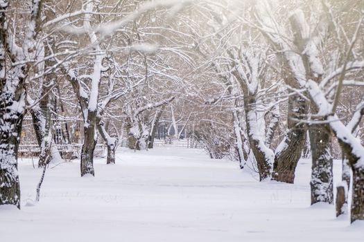 Serene winter scene with snow-covered trees and a peaceful path under the soft daylight.