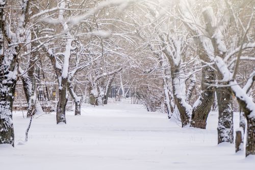 Free Serene winter scene with snow-covered trees and a peaceful path under the soft daylight. Stock Photo