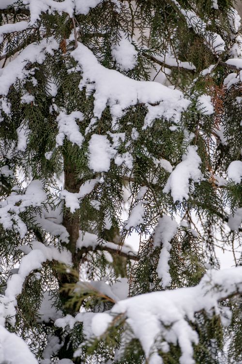 Free Close-up of evergreen tree branches covered in fresh snow during winter. Stock Photo