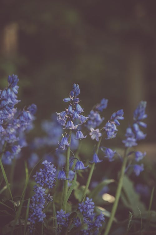 Free Selective Focus Photography of Lavender Flowers Stock Photo