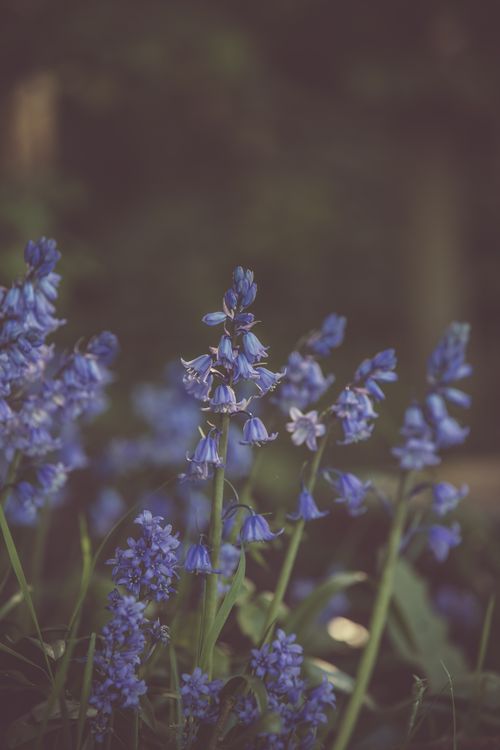 Free A serene image of bluebell flowers blooming in a tranquil outdoor setting with natural lighting. Stock Photo