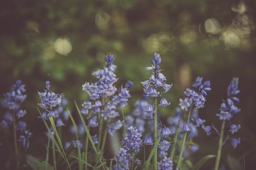 Gratis arkivbilde med blomst, blomsterblad, blomstre