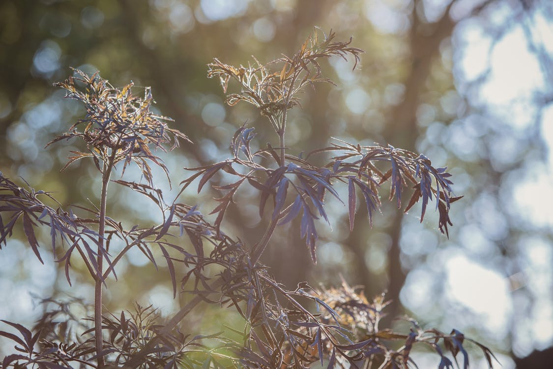 Black Leaf Tree