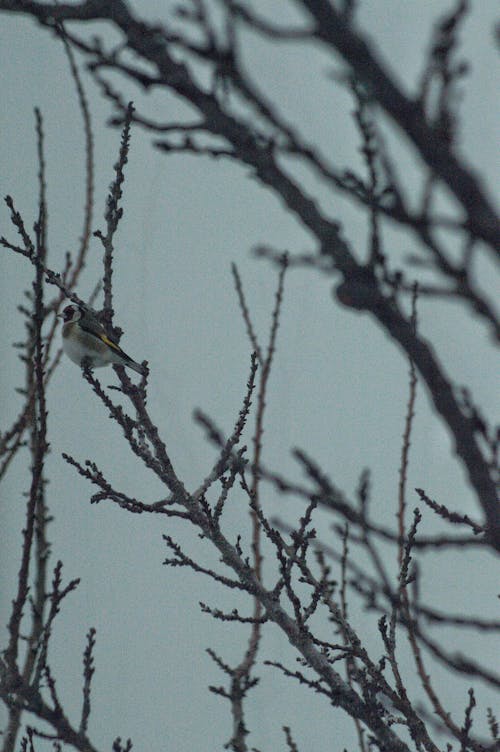 Free stock photo of bird, bird cage, bird chirping