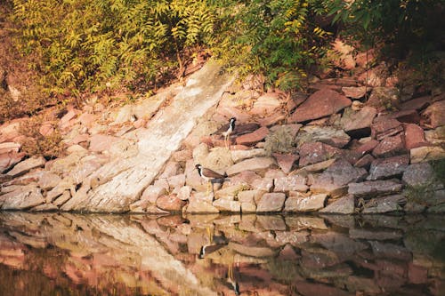 Gratis stockfoto met h2o, rode steen, vogels en water