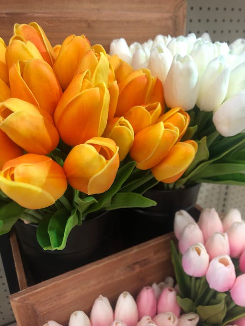Gratis stockfoto met lente, lente achtergrond, tuin tulpen