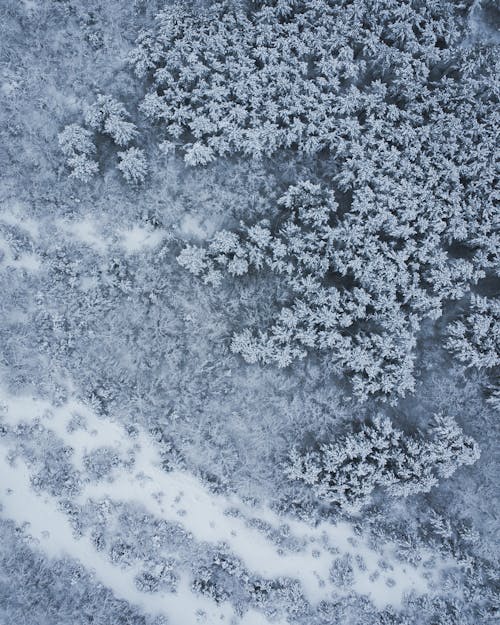 Free Aerial View of Snow Covered Trees Stock Photo