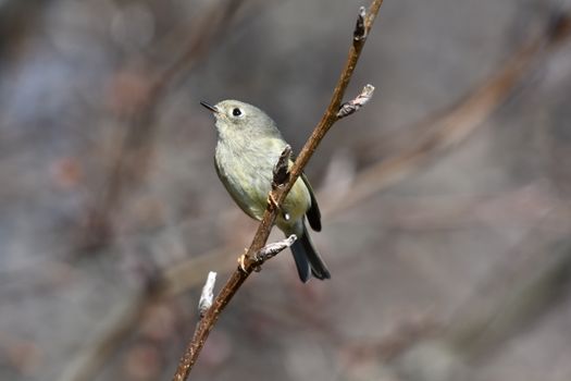 Green and Black Bird Perched on Brown Tree Branch