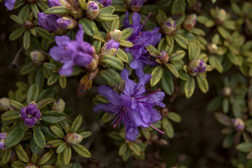 Gratis arkivbilde med årstid, blomsterblad, blomsterknopper