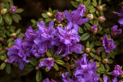 Gratis arkivbilde med blader, blomsterblad, blomsterfotografering