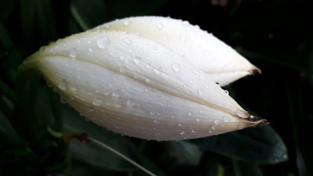 有关白百合芽 白百合芽与雨滴的免费素材图片