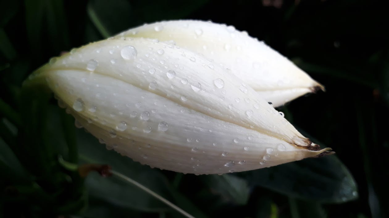 有关白百合芽 白百合芽与雨滴的免费素材图片 有关白百合芽 白百合芽与雨滴的免费素材图片