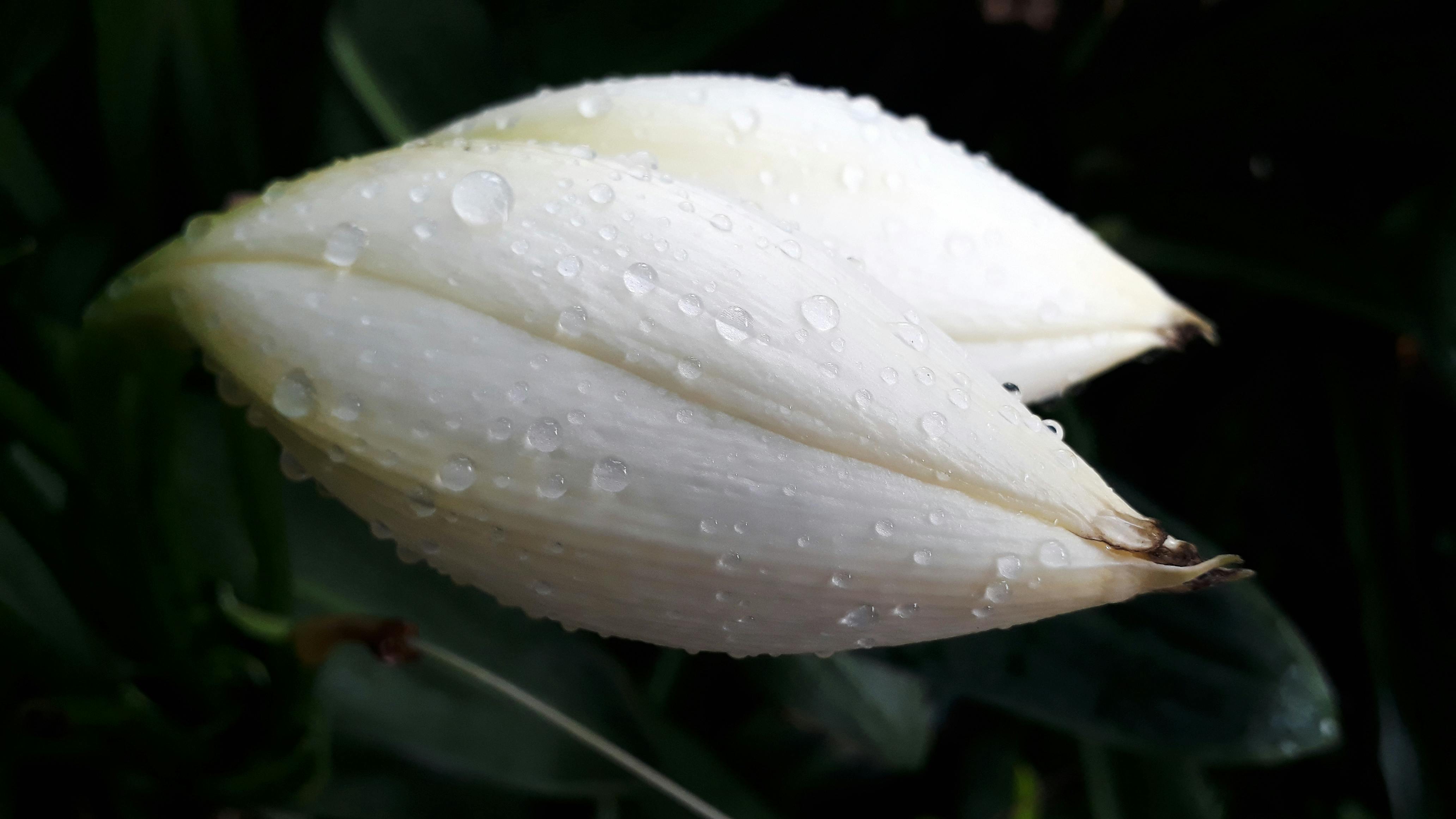 Free stock photo of White Lily bud, white lily buds with rain drops