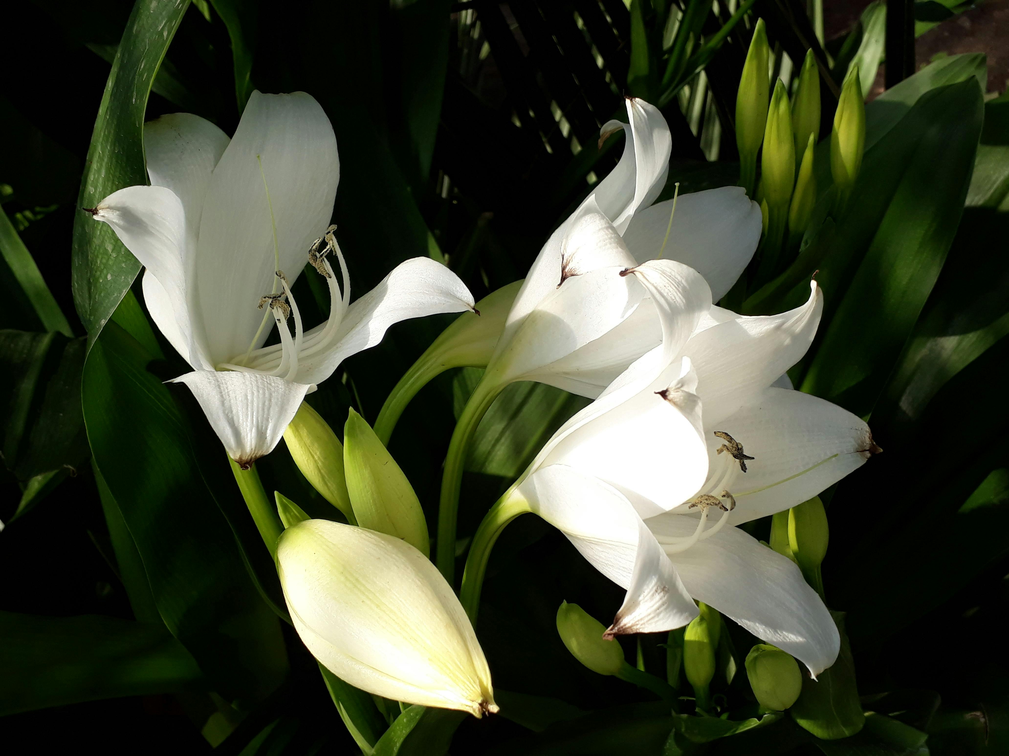 Free stock photo of White Lily flower, white lily flower and buds