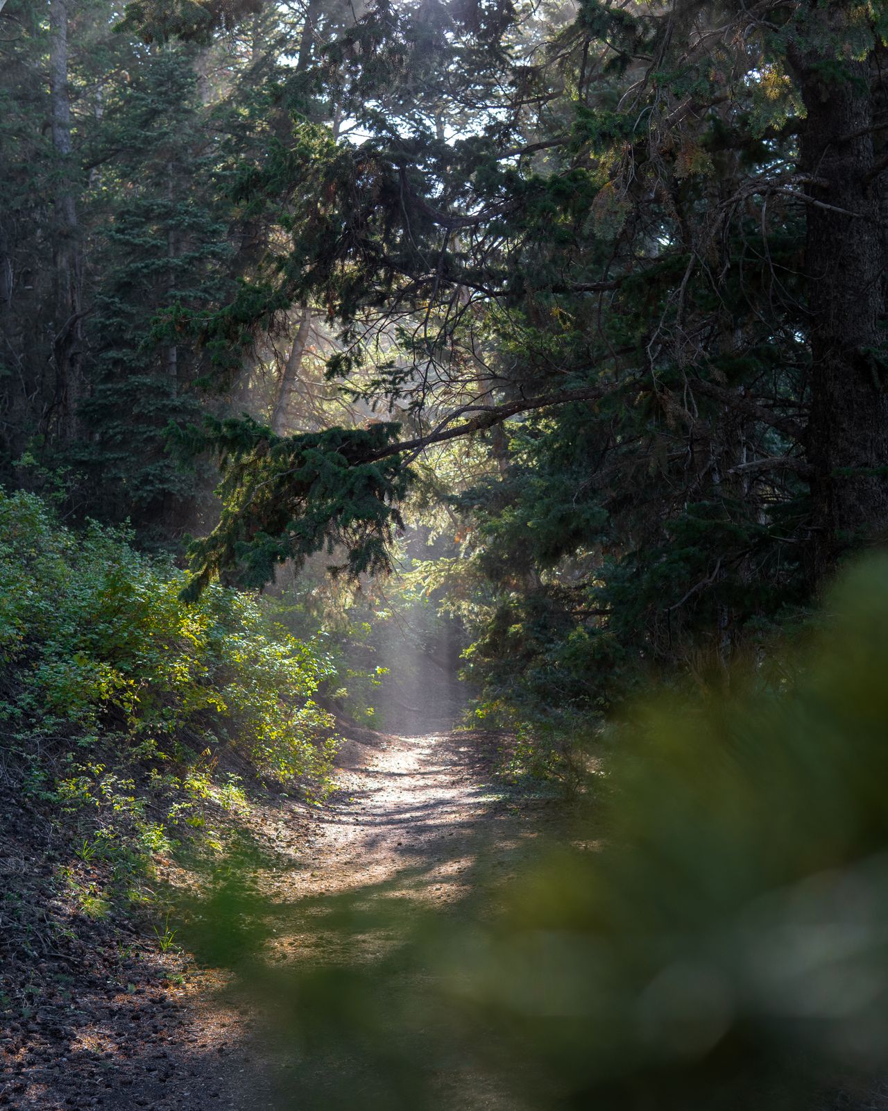 A tranquil forest trail in Utah with sunlight filtering through the trees