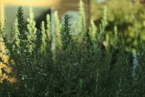 Free Detailed close-up of lush green rosemary plants in a sunny garden, showcasing their vibrant foliage. Stock Photo