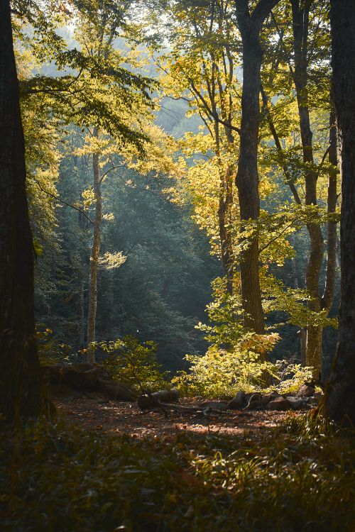 Free Peaceful forest glade with sunlight filtering through lush green trees, creating a serene natural environment. Stock Photo