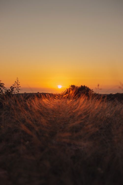 Free A stunning sunset with golden light over a grassy pathway, capturing the beauty of nature. Stock Photo