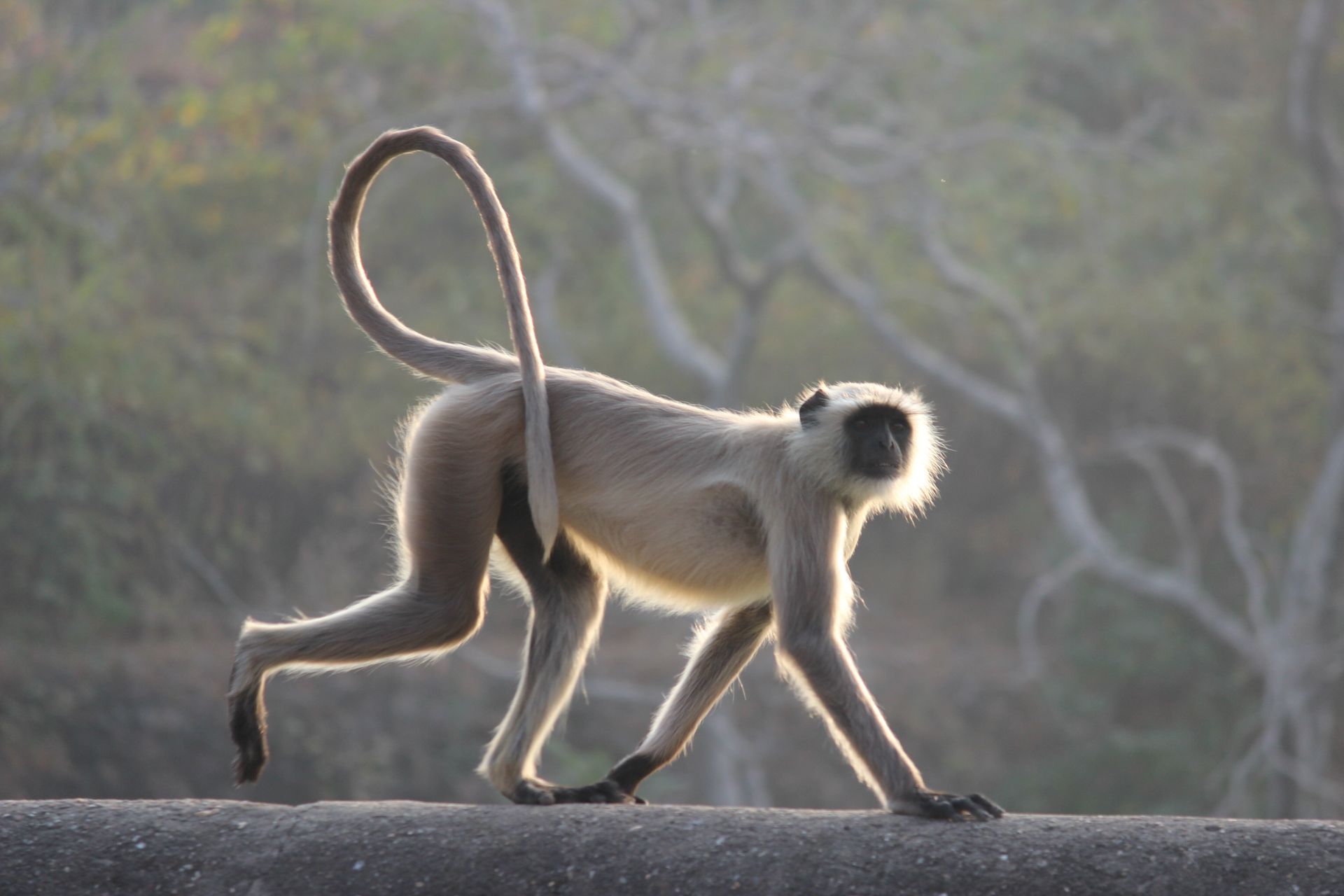 Close-up of a gray langur (Semnopithecus) walking outdoors, showcasing its elegant stride and natural surroundings.
