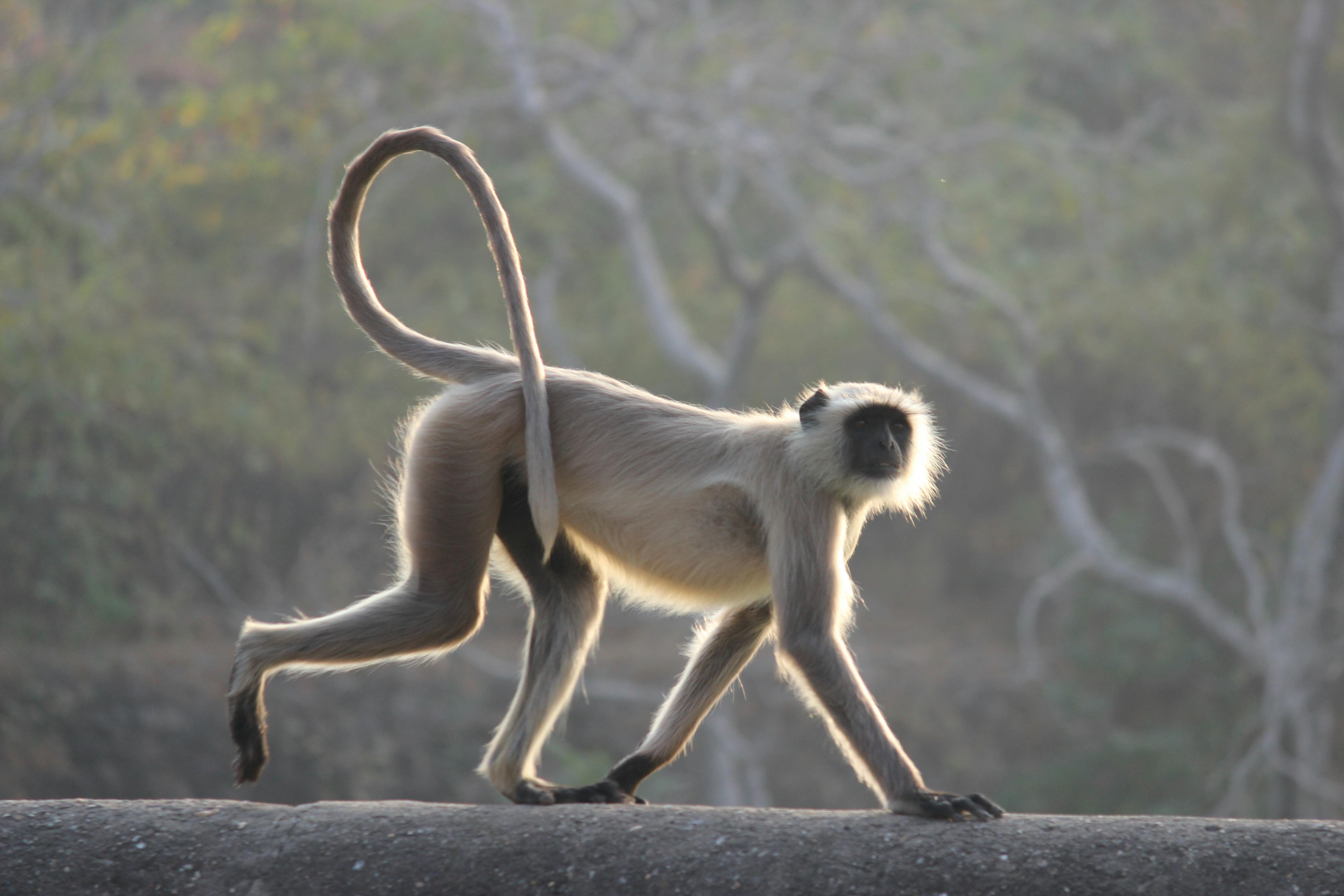 Javan Langur Photos, Download Free Javan Langur Stock Photos & HD Images