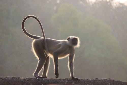 Δωρεάν στοκ φωτογραφιών με hanuman langur, άγρια φύση, άγριος